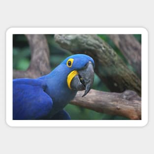 Blue Hyacinth Macaw Sticker